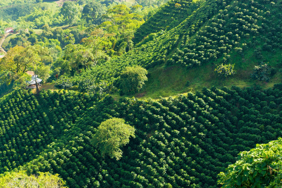 Why Panama Is Home to Some of the World’s Finest Coffees