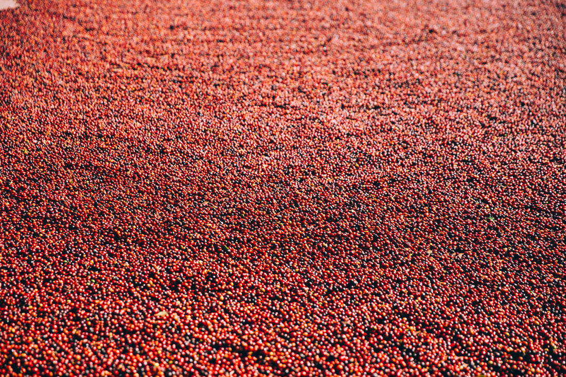 Why the Future of Coffee Lies in Micro Lots