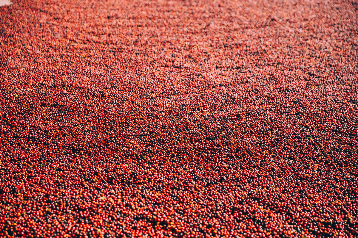 Why the Future of Coffee Lies in Micro Lots