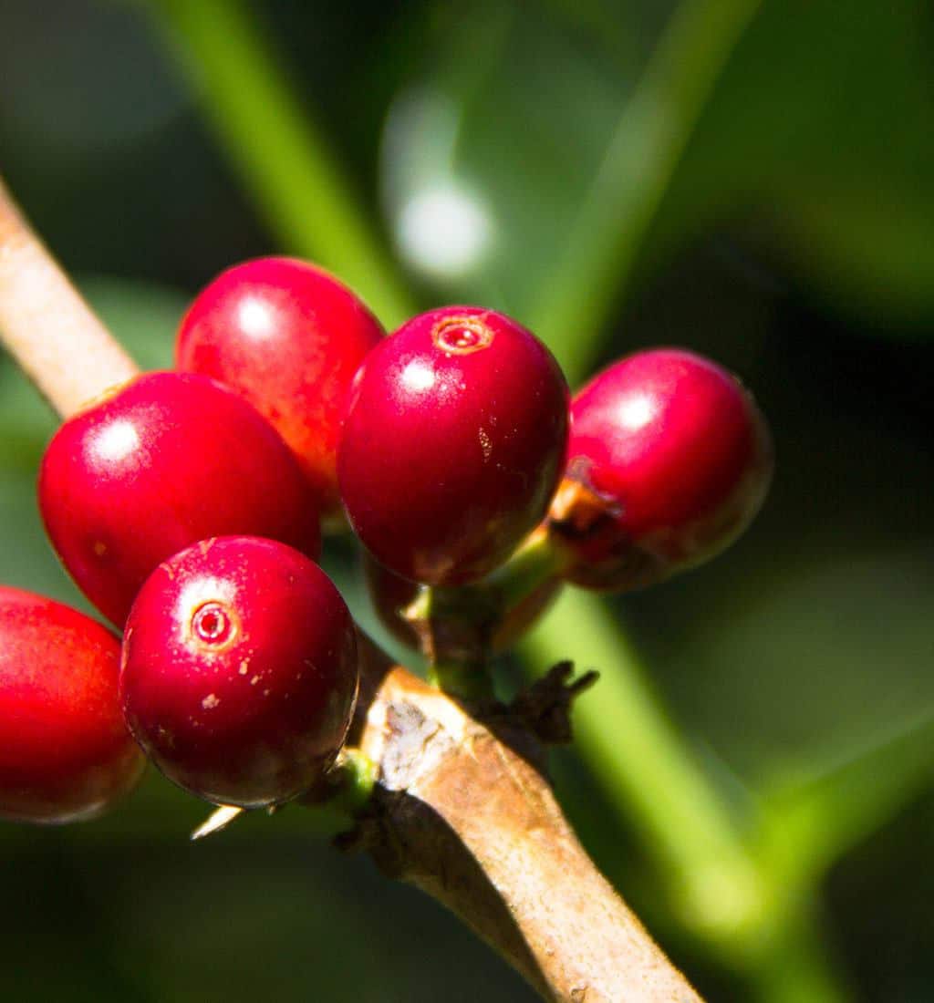The Legend of Panama Geisha: A Star in the World of Specialty Coffee